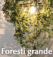 foresti_grande_on.jpg